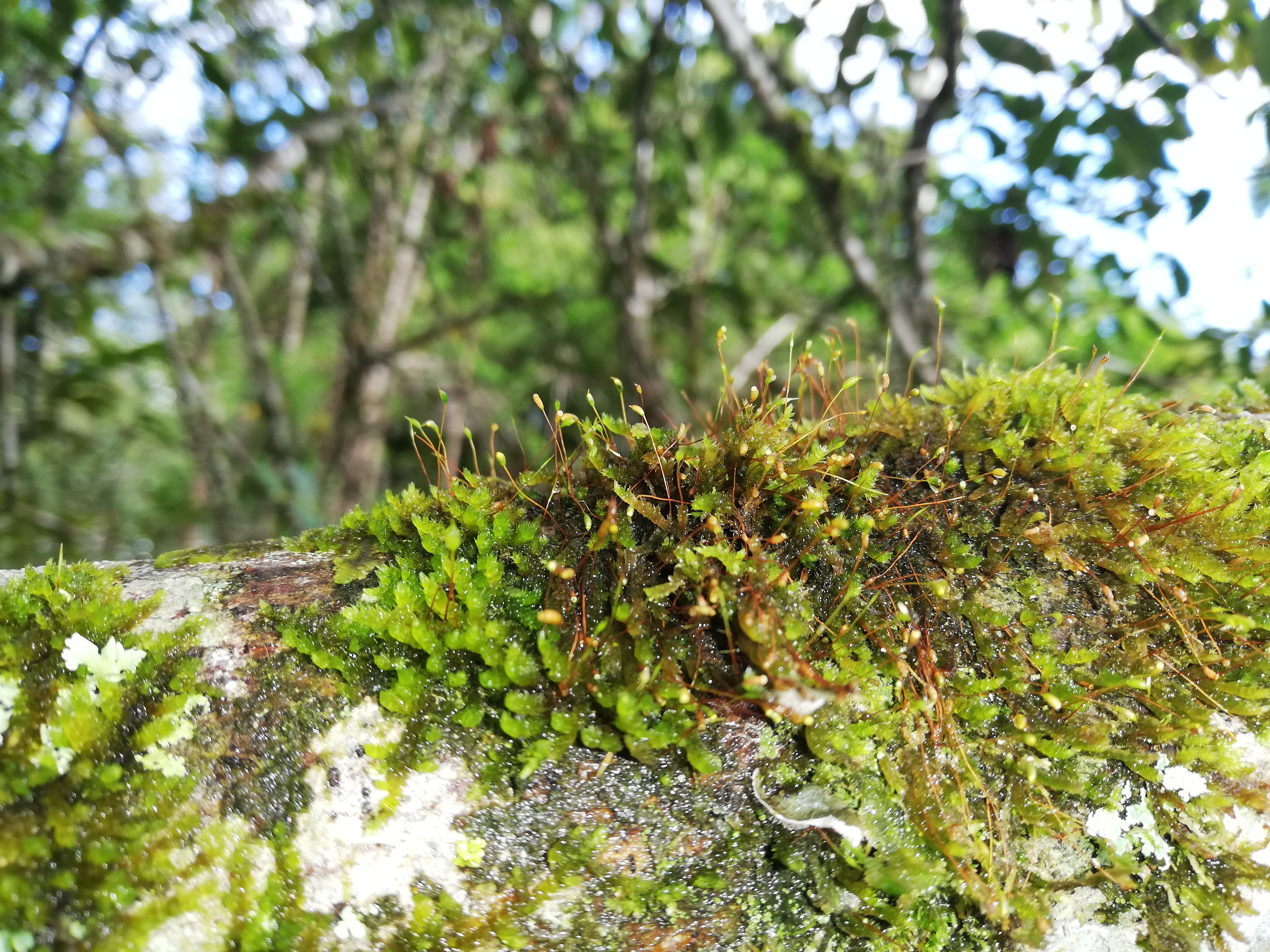 Flora 1